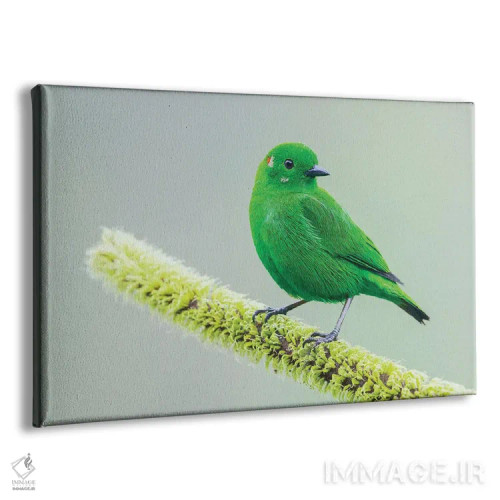 تابلو تاناجر سبز درخشان در جنگل چاکو اکوادور اثر کن آرچر - نمای پرسپکتیو محصول