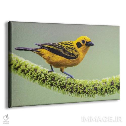 تابلو تاناجر طلایی در خانه خود در جنگل چاکو تهدیدشده اکوادور اثر کن آرچر - نمای پرسپکتیو محصول