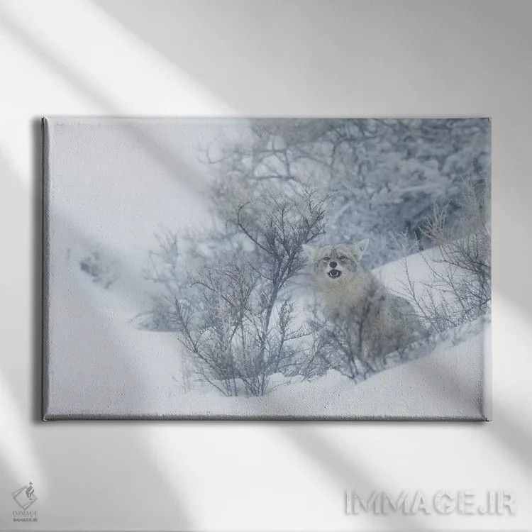 تابلو winter hiding spot,کایوت، پناهگاه زمستانی اثر کن آرچر - نمای روبهرو روی دیوار