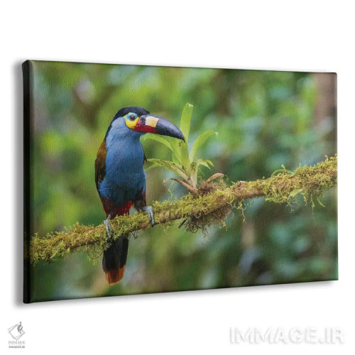 تابلو Cloud Forest, Ecuador,توکان کوهستانی نوکصفحهای، جنگل ابر، اکوادور اثر کن آرچر - نمای پرسپکتیو محصول