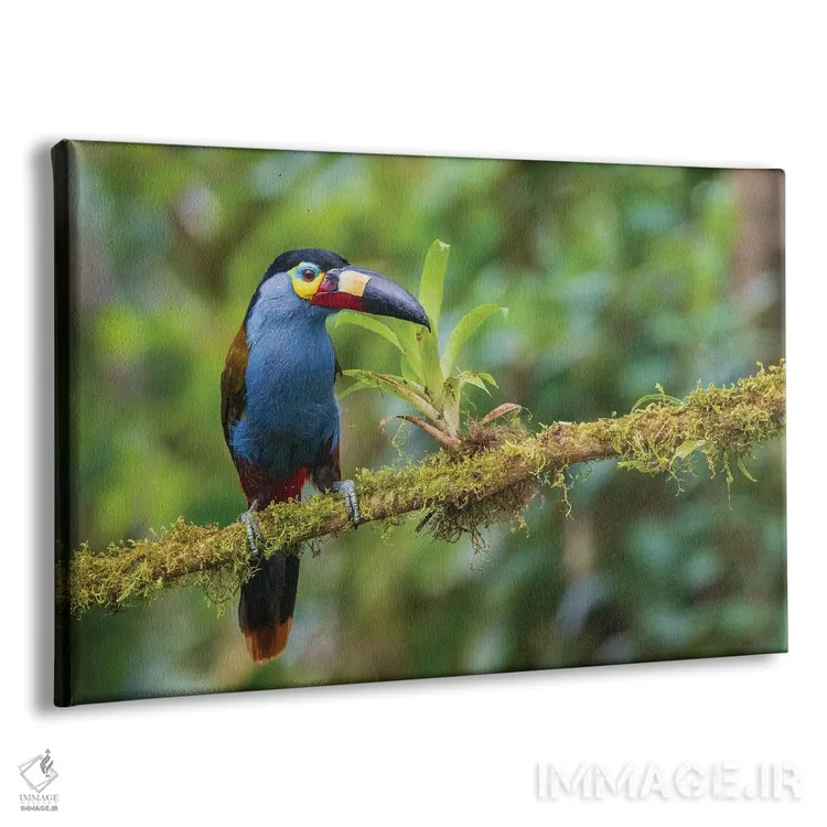 تابلو Cloud Forest, Ecuador,توکان کوهستانی نوکصفحهای، جنگل ابر، اکوادور اثر کن آرچر - نمای پرسپکتیو محصول