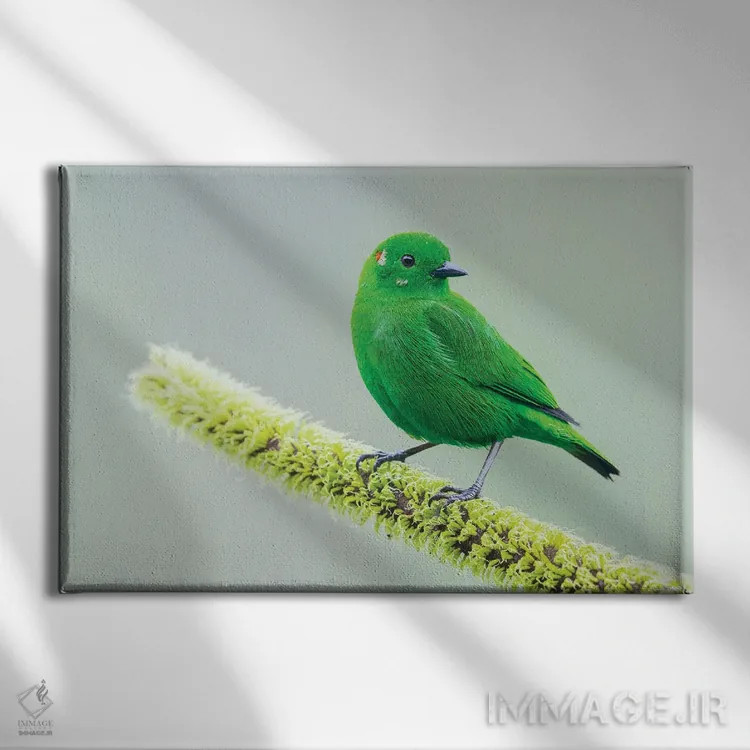 تابلو تاناجر سبز درخشان در جنگل چاکو اکوادور اثر کن آرچر - نمای روبهرو روی دیوار