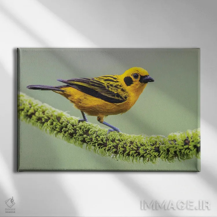 تابلو تاناجر طلایی در خانه خود در جنگل چاکو تهدیدشده اکوادور اثر کن آرچر - نمای روبهرو روی دیوار