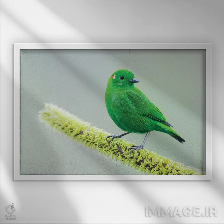 تابلو تاناجر سبز درخشان در جنگل چاکو اکوادور اثر کن آرچر - نمای قابدار سفید