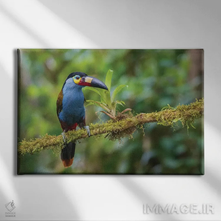 تابلو Cloud Forest, Ecuador,توکان کوهستانی نوکصفحهای، جنگل ابر، اکوادور اثر کن آرچر - نمای روبهرو روی دیوار