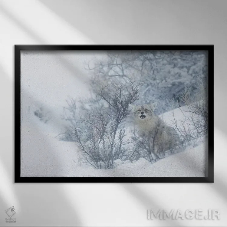 تابلو winter hiding spot,کایوت، پناهگاه زمستانی اثر کن آرچر - نمای قابدار مشکی