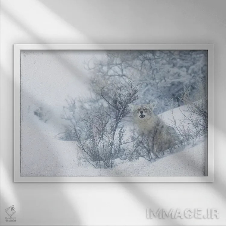 تابلو winter hiding spot,کایوت، پناهگاه زمستانی اثر کن آرچر - نمای قابدار سفید