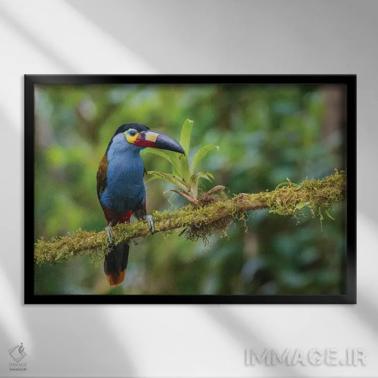 تابلو Cloud Forest, Ecuador,توکان کوهستانی نوکصفحهای، جنگل ابر، اکوادور اثر کن آرچر - نمای قابدار مشکی