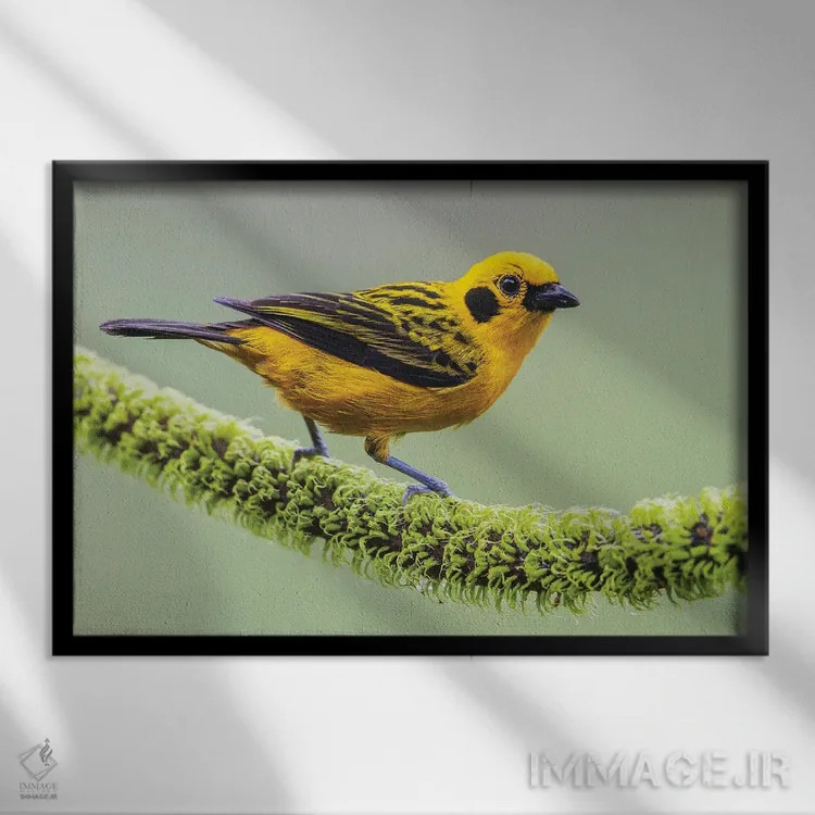 تابلو تاناجر طلایی در خانه خود در جنگل چاکو تهدیدشده اکوادور اثر کن آرچر - نمای قابدار مشکی