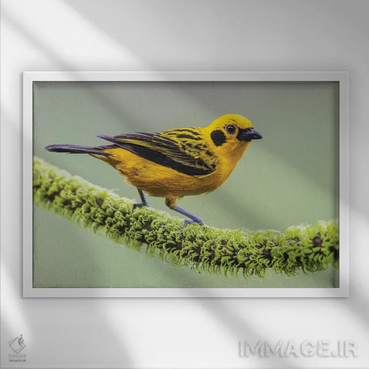 تابلو تاناجر طلایی در خانه خود در جنگل چاکو تهدیدشده اکوادور اثر کن آرچر - نمای قابدار سفید