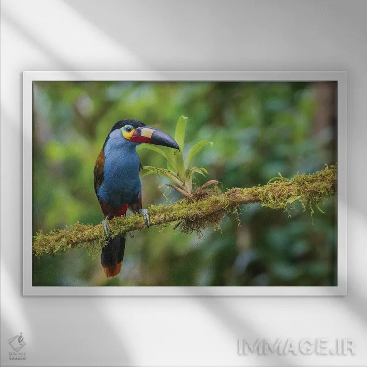 تابلو Cloud Forest, Ecuador,توکان کوهستانی نوکصفحهای، جنگل ابر، اکوادور اثر کن آرچر - نمای قابدار سفید