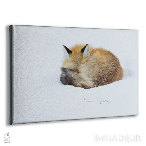 تابلو Grand Teton National Park, Wyoming,روباه قرمز در حال خواب جمعشده در برف، پارک ملی گرند تتون، وایومینگ اثر کن آرچر - نمای پرسپکتیو محصول