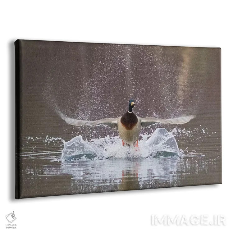 تابلو پرواز اردک سرسبز نر اثر کن آرچر - نمای پرسپکتیو محصول