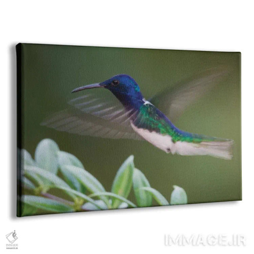 تابلو مرغ مگسخوار جیکوبین گردنسفید اثر کن آرچر - نمای پرسپکتیو محصول