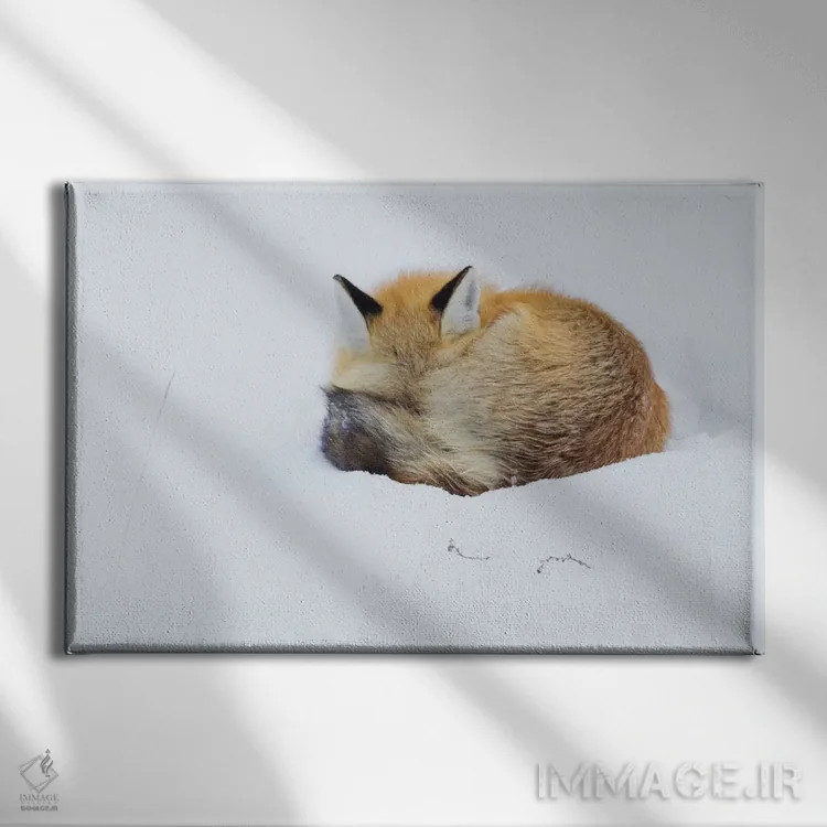 تابلو Grand Teton National Park, Wyoming,روباه قرمز در حال خواب جمعشده در برف، پارک ملی گرند تتون، وایومینگ اثر کن آرچر - نمای روبهرو روی دیوار