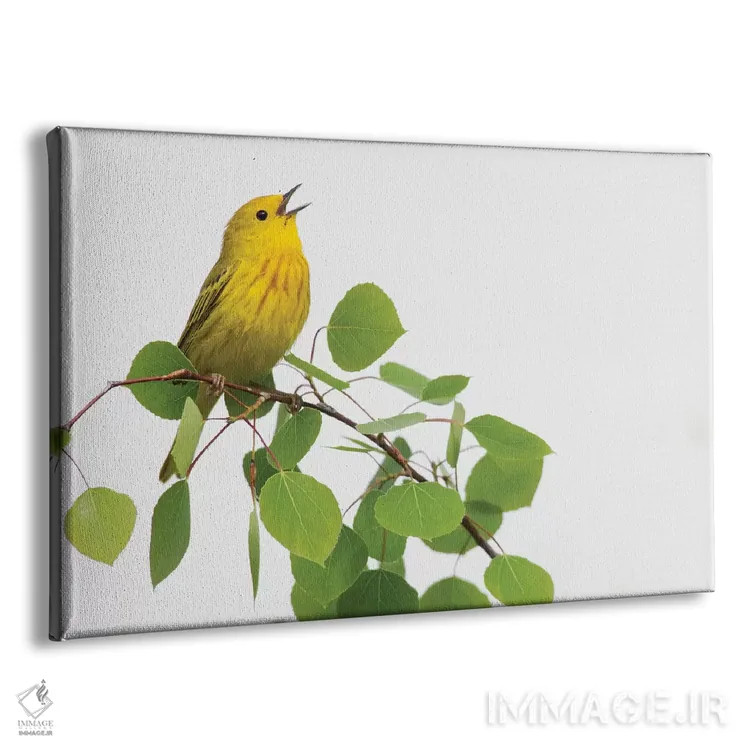 تابلو چکچک زرد در حال آواز اثر کن آرچر - نمای پرسپکتیو محصول