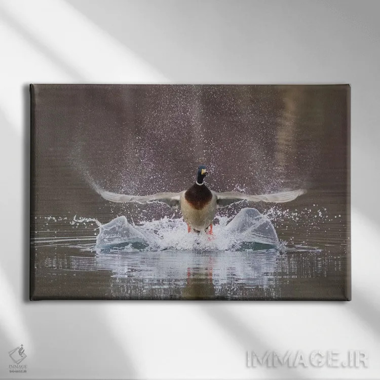 تابلو پرواز اردک سرسبز نر اثر کن آرچر - نمای روبهرو روی دیوار