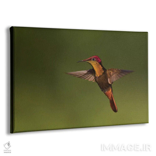 تابلو مرغ مگسخوار روبی توپاز اثر کن آرچر - نمای پرسپکتیو محصول