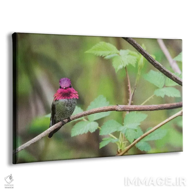 تابلو مرغ مگسخوار نر آنا اثر کن آرچر - نمای پرسپکتیو محصول