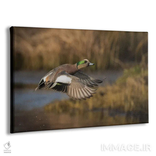 تابلو اردک ویژئون آمریکایی نر اثر کن آرچر - نمای پرسپکتیو محصول