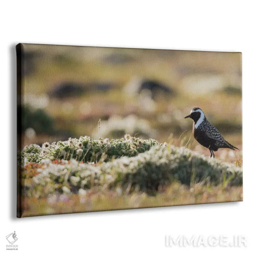 تابلو سیلوئت سلیم طلایی آمریکایی بر توندرا شمالگان اثر کن آرچر - نمای پرسپکتیو محصول