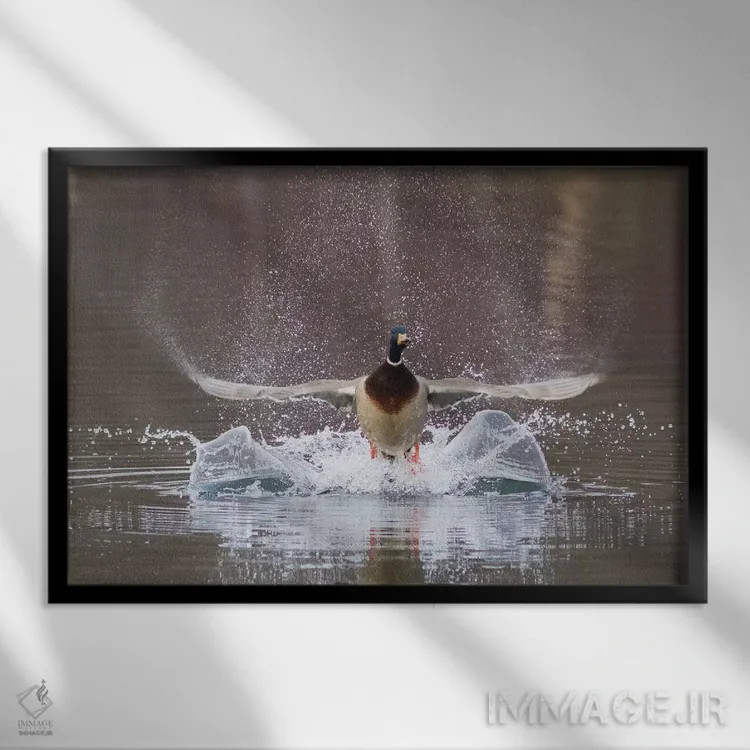تابلو پرواز اردک سرسبز نر اثر کن آرچر - نمای قابدار مشکی