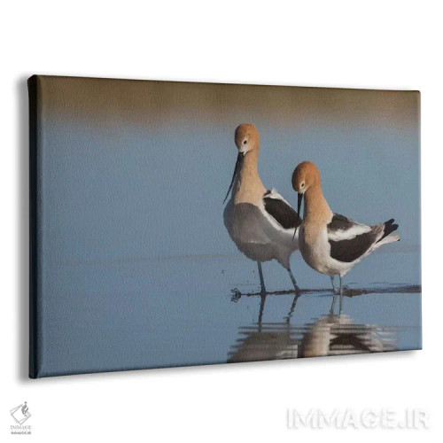 تابلو خواستگاری یک جفت آبچلیک آمریکایی اثر کن آرچر - نمای پرسپکتیو محصول