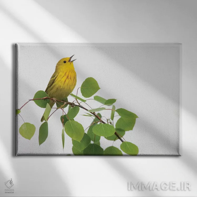 تابلو چکچک زرد در حال آواز اثر کن آرچر - نمای روبهرو روی دیوار