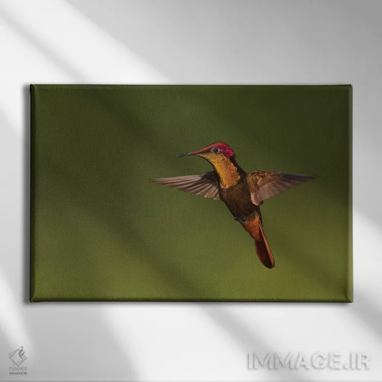 تابلو مرغ مگسخوار روبی توپاز اثر کن آرچر - نمای روبهرو روی دیوار