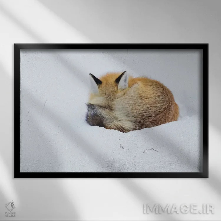 تابلو Grand Teton National Park, Wyoming,روباه قرمز در حال خواب جمعشده در برف، پارک ملی گرند تتون، وایومینگ اثر کن آرچر - نمای قابدار مشکی