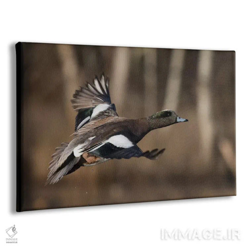 تابلو اردک ویژئون آمریکایی نر اثر کن آرچر - نمای پرسپکتیو محصول