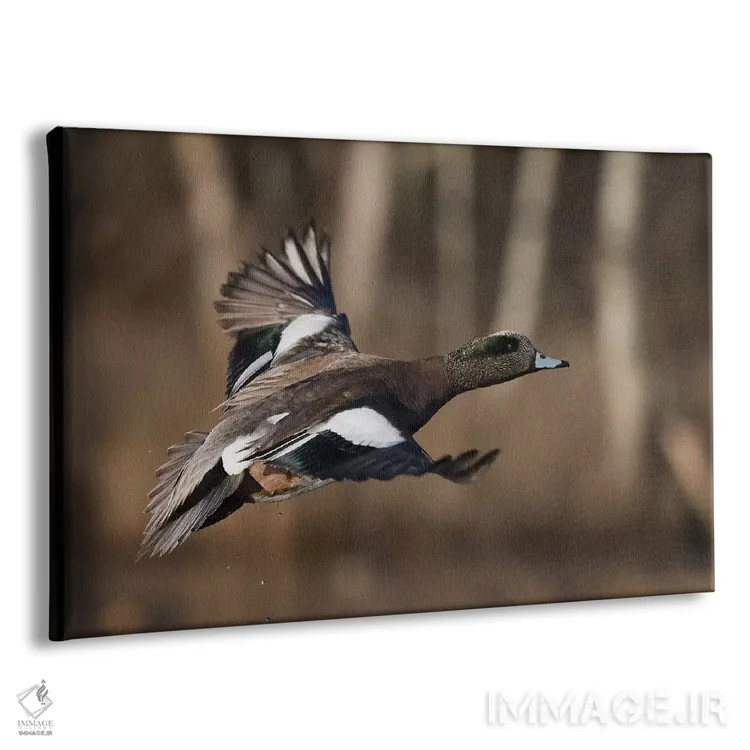 تابلو اردک ویژئون آمریکایی نر اثر کن آرچر - نمای پرسپکتیو محصول