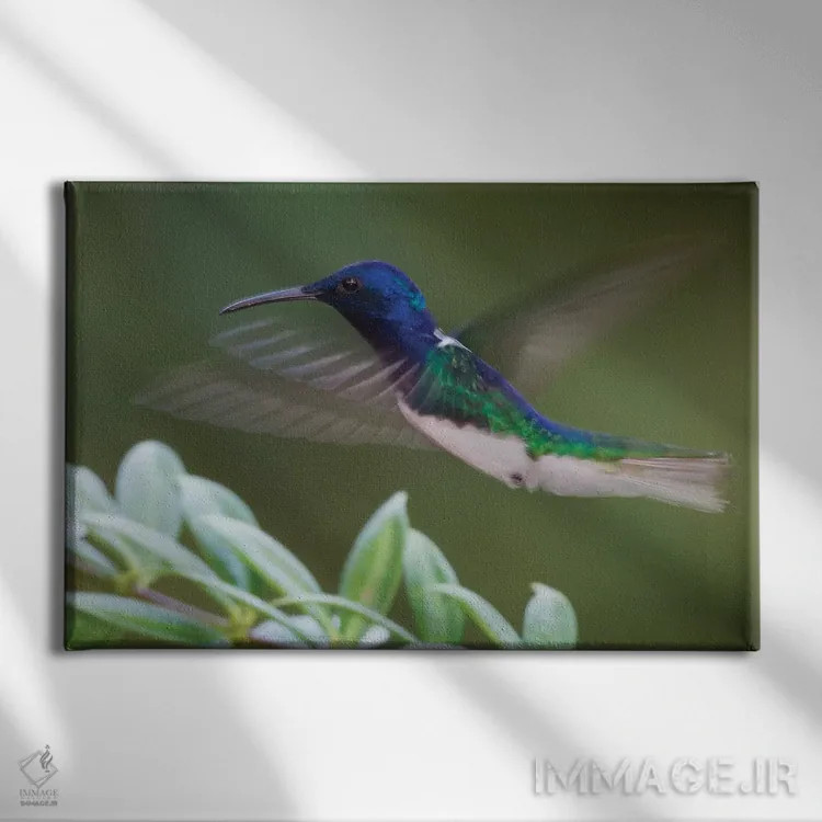 تابلو مرغ مگسخوار جیکوبین گردنسفید اثر کن آرچر - نمای روبهرو روی دیوار