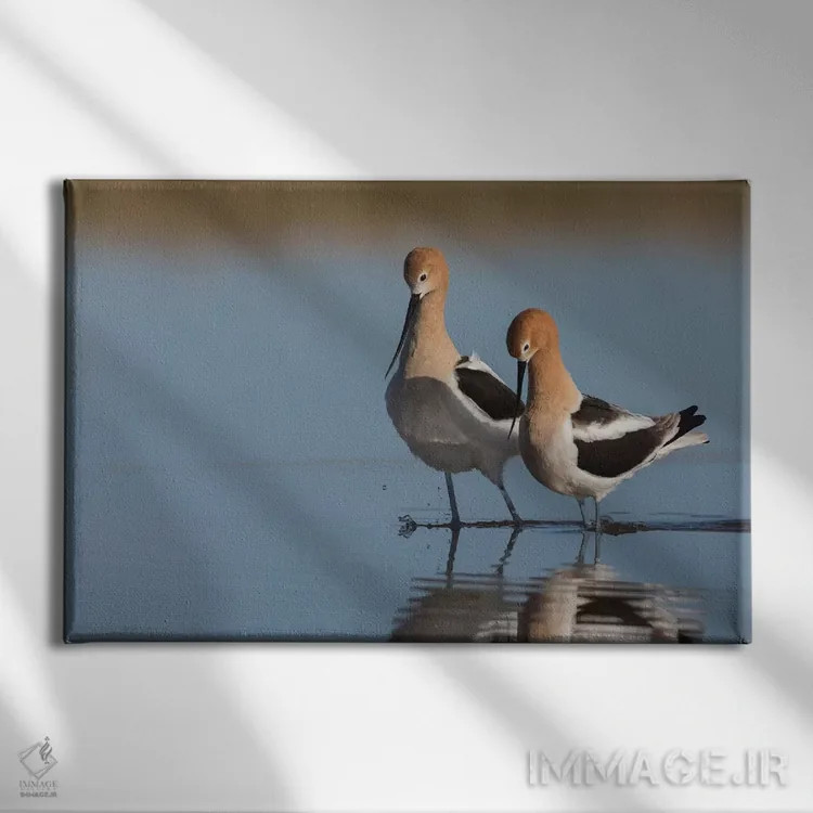 تابلو خواستگاری یک جفت آبچلیک آمریکایی اثر کن آرچر - نمای روبهرو روی دیوار