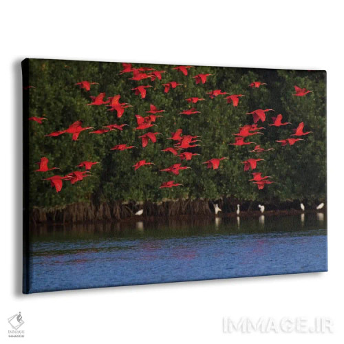 تابلو گروه حواصیل سرخ اثر کن آرچر - نمای پرسپکتیو محصول