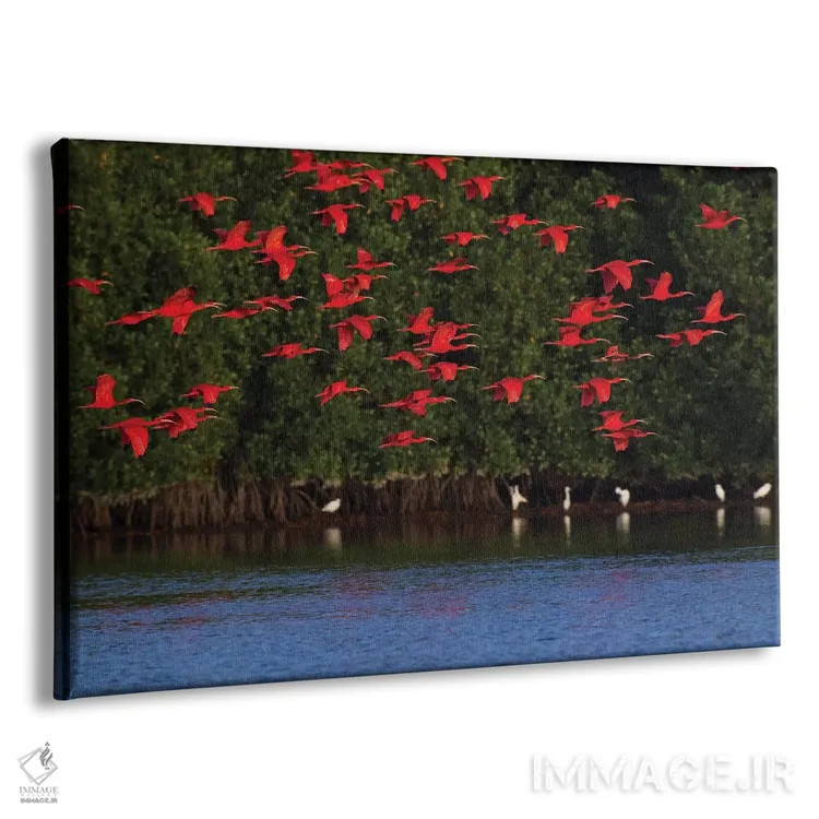 تابلو گروه حواصیل سرخ اثر کن آرچر - نمای پرسپکتیو محصول