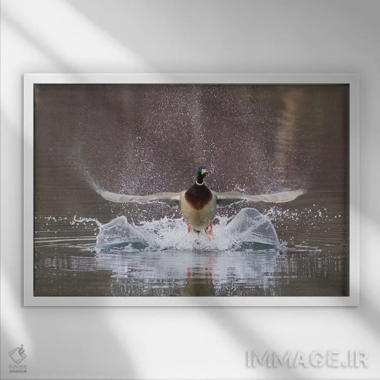 تابلو پرواز اردک سرسبز نر اثر کن آرچر - نمای قابدار سفید