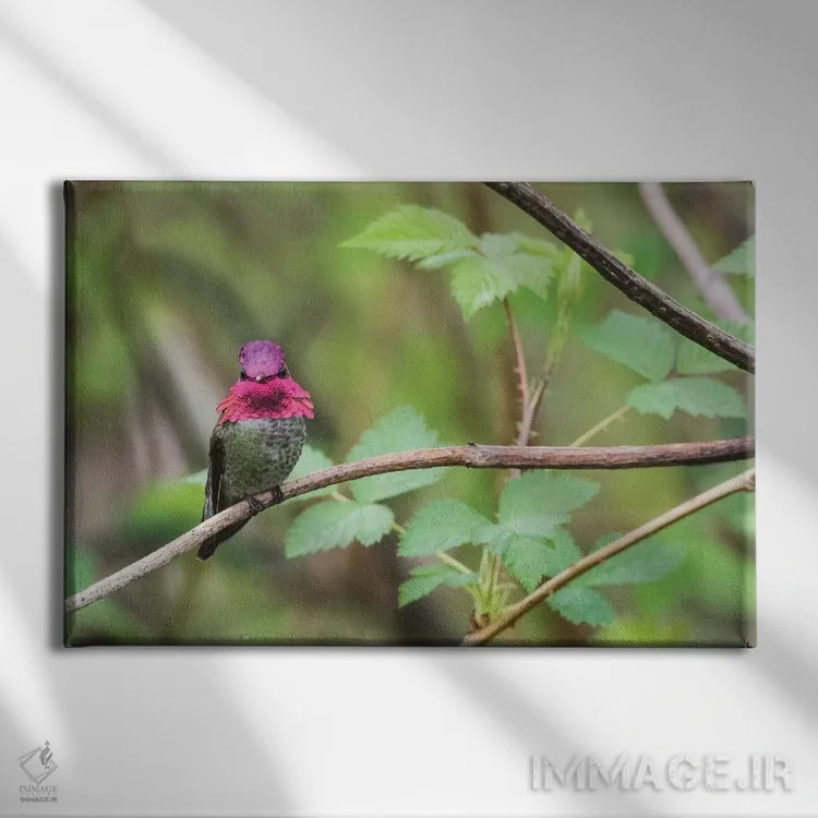 تابلو مرغ مگسخوار نر آنا اثر کن آرچر - نمای روبهرو روی دیوار