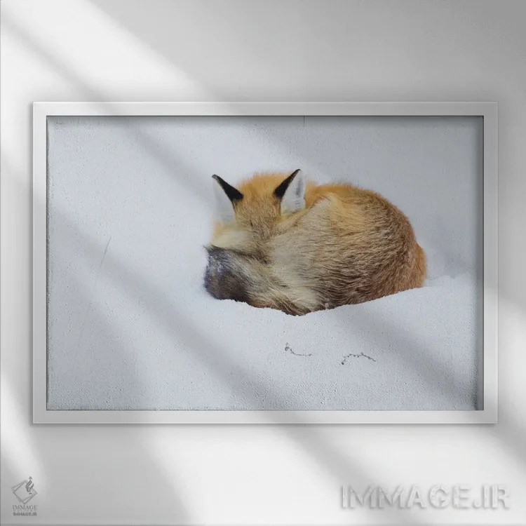 تابلو Grand Teton National Park, Wyoming,روباه قرمز در حال خواب جمعشده در برف، پارک ملی گرند تتون، وایومینگ اثر کن آرچر - نمای قابدار سفید