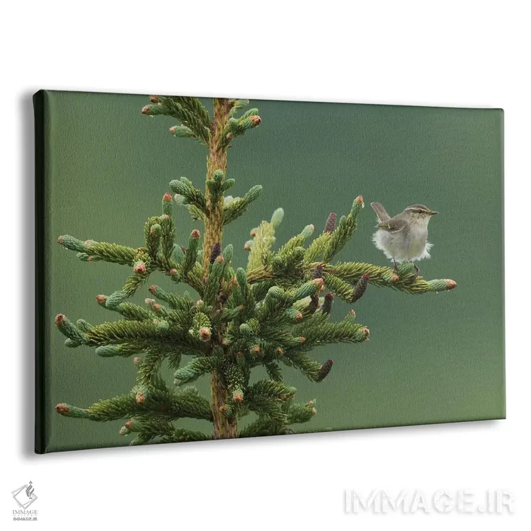 تابلو Sub-arctic Boreal forest,چکچک قطبی، جنگلهای بوریال زیرشمالگان اثر کن آرچر - نمای پرسپکتیو محصول