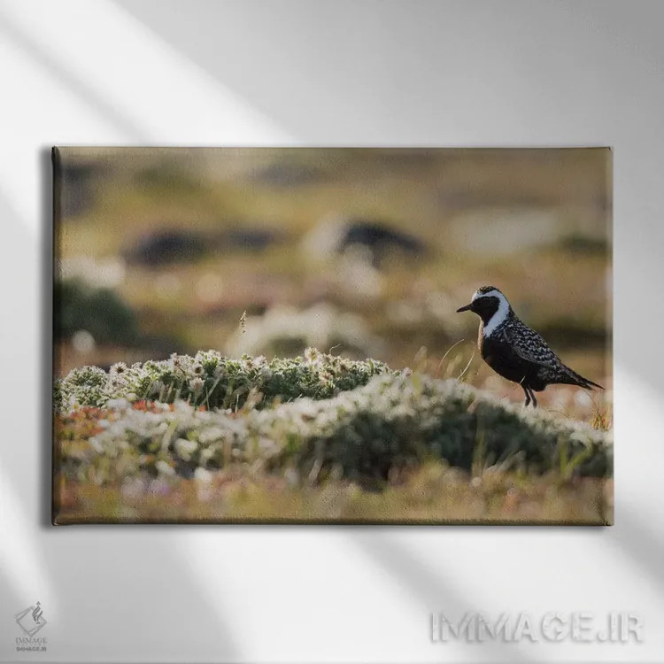 تابلو سیلوئت سلیم طلایی آمریکایی بر توندرا شمالگان اثر کن آرچر - نمای روبهرو روی دیوار