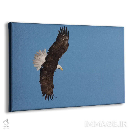 تابلو عقاب سرسفید در حال پرواز اثر کن آرچر - نمای پرسپکتیو محصول