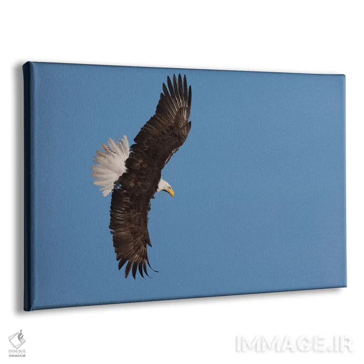 تابلو عقاب سرسفید در حال پرواز اثر کن آرچر - نمای پرسپکتیو محصول