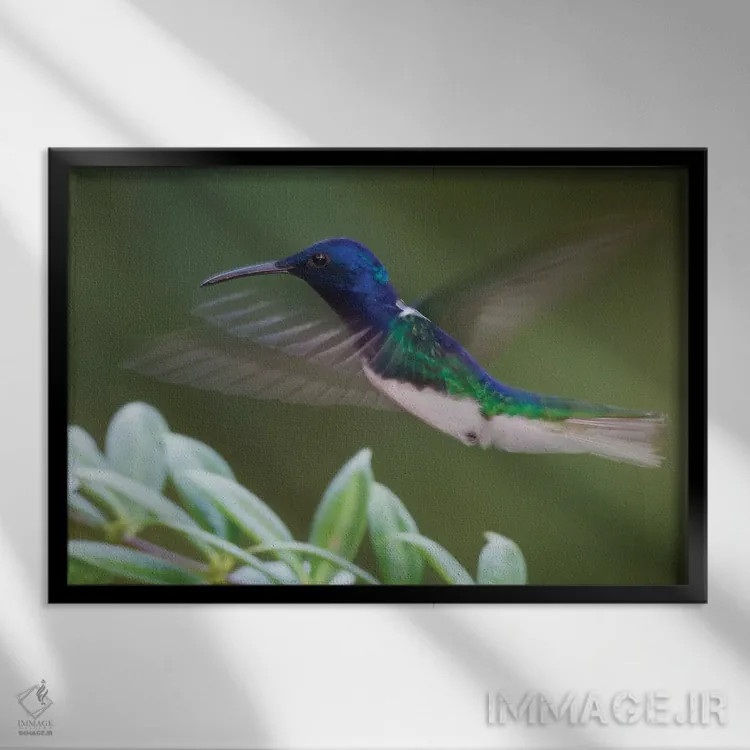 تابلو مرغ مگسخوار جیکوبین گردنسفید اثر کن آرچر - نمای قابدار مشکی