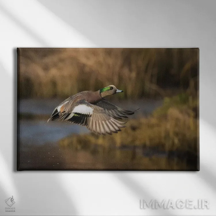 تابلو اردک ویژئون آمریکایی نر اثر کن آرچر - نمای روبهرو روی دیوار