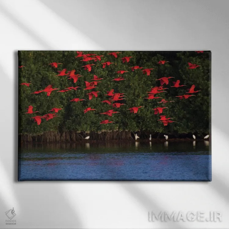 تابلو گروه حواصیل سرخ اثر کن آرچر - نمای روبهرو روی دیوار