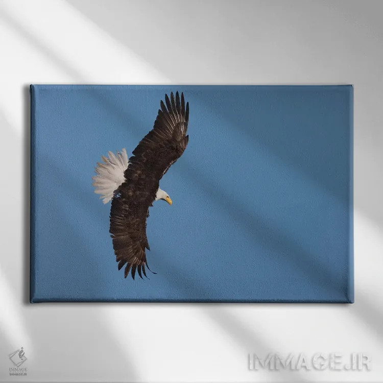 تابلو عقاب سرسفید در حال پرواز اثر کن آرچر - نمای روبهرو روی دیوار