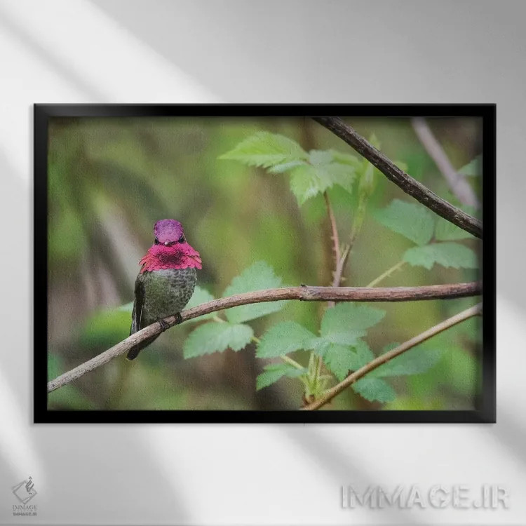 تابلو مرغ مگسخوار نر آنا اثر کن آرچر - نمای قابدار مشکی