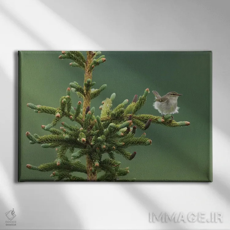 تابلو Sub-arctic Boreal forest,چکچک قطبی، جنگلهای بوریال زیرشمالگان اثر کن آرچر - نمای روبهرو روی دیوار