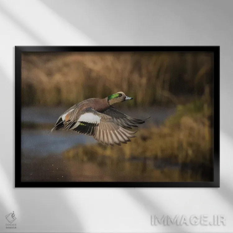 تابلو اردک ویژئون آمریکایی نر اثر کن آرچر - نمای قابدار مشکی